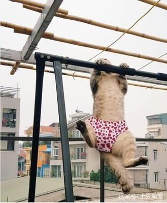 貓咪吊在衣架上,哪位人才給它穿了褲衩,原諒我不厚道地笑了