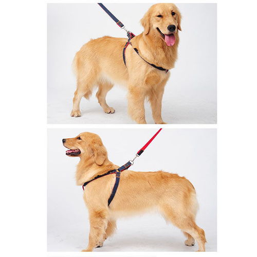 狗鏈狗狗牽引繩胸背帶狗繩遛狗繩泰迪金毛大中小型犬寵物用品